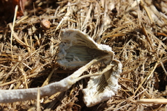 Leucocoprinus cretaceus