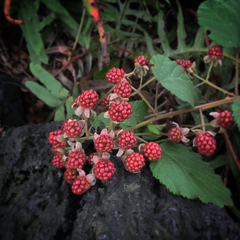 Rubus liebmannii