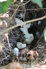 Leucocoprinus cretaceus