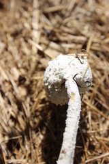 Leucocoprinus cretaceus