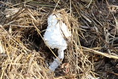 Leucocoprinus cretaceus