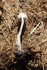 Leucocoprinus cretaceus