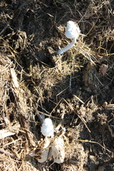 Leucocoprinus cretaceus