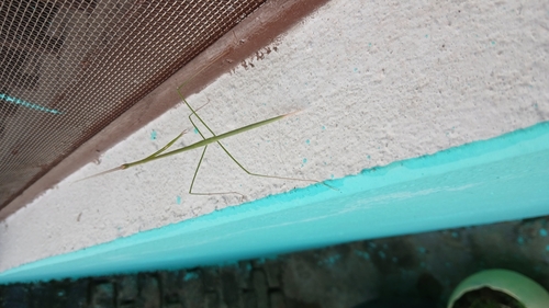 Indian Grass Mantis