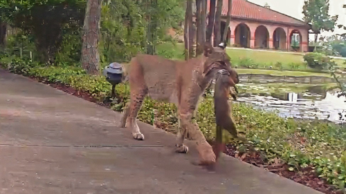 Bobcat photographed in Texas