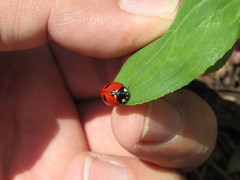 Coccinella monticola