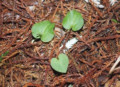 Corybas rotundifolius