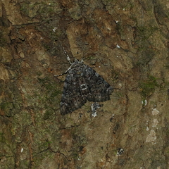 Catocala lacrymosa
