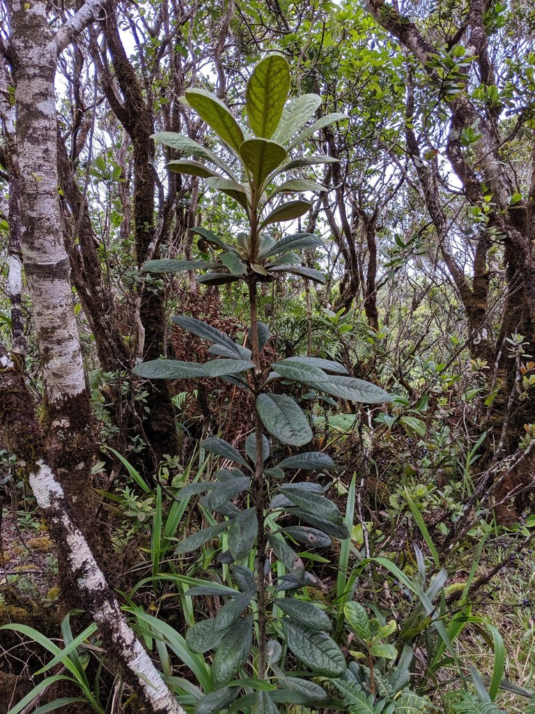 Pittosporum gayanum