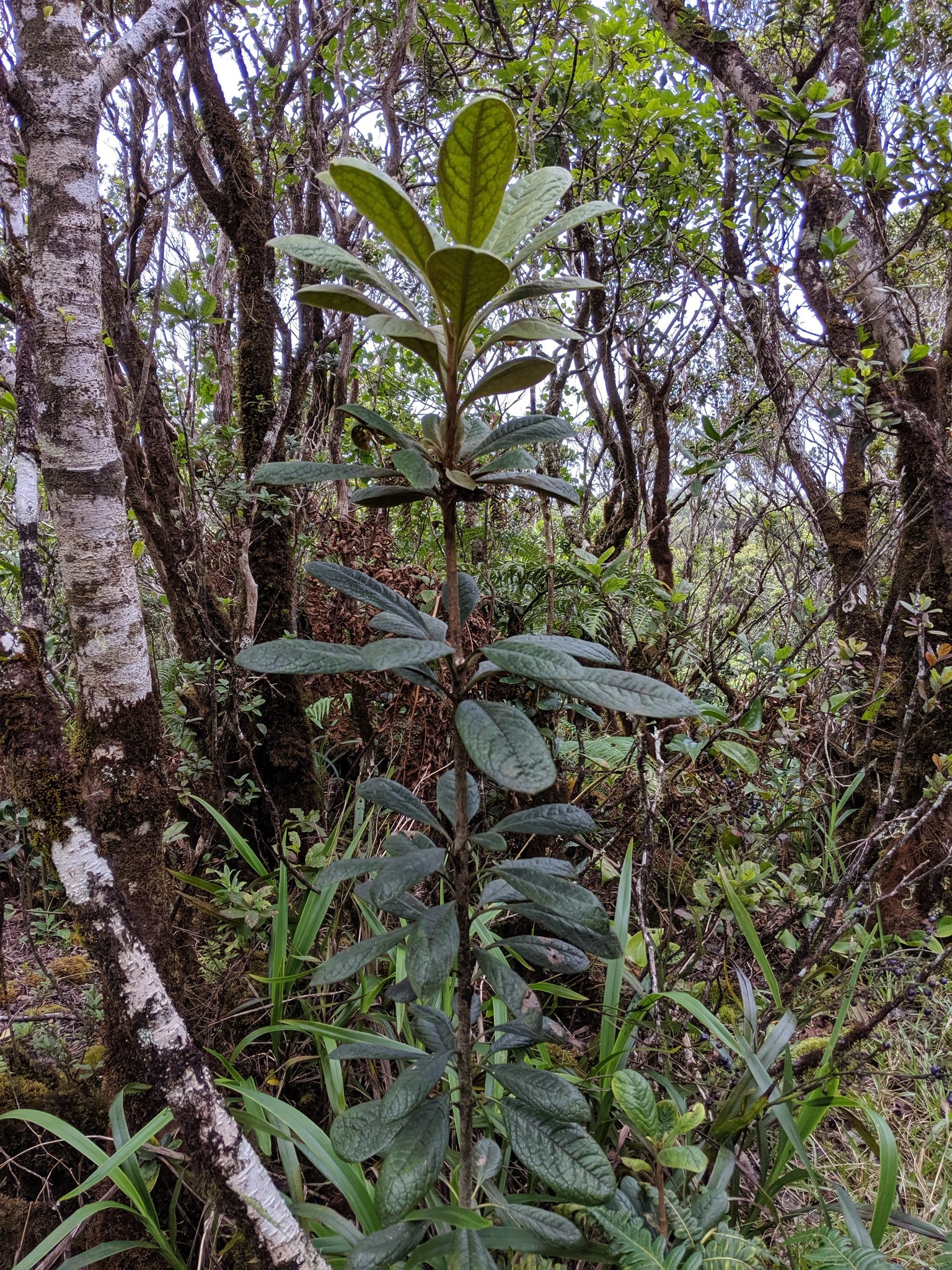 Pittosporum gayanum