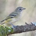 Cassin's Vireo - Photo (c) Bridget Spencer, some rights reserved (CC BY-NC), uploaded by Bridget Spencer