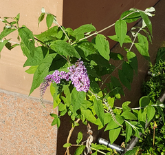 Buddleja davidii
