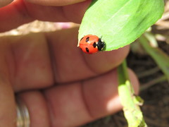 Coccinella monticola