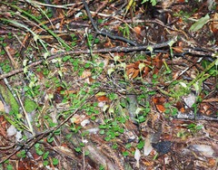 Pterostylis trullifolia