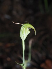 Pterostylis trullifolia
