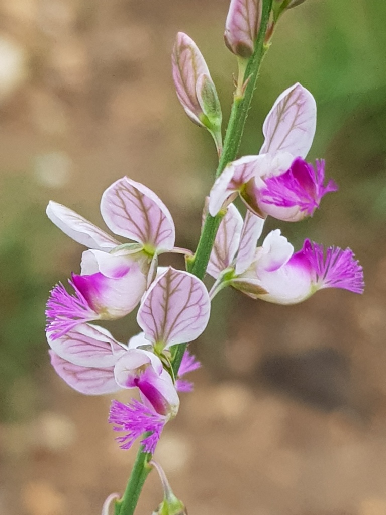 small purple broom