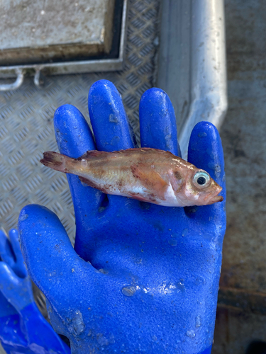 Acadian redfish (Sebastes fasciatus) — Sebastidae
