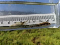 Palaemon macrodactylus