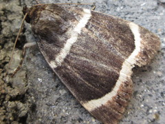 Amphipyra tripartita