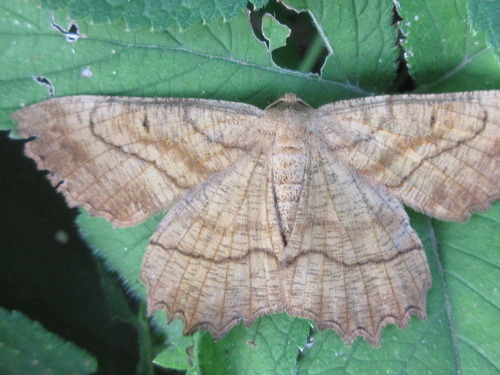 Ctenognophos grandinaria