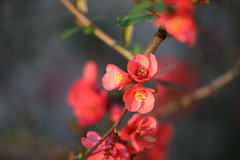 Chaenomeles speciosa
