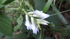 Amphicarpaea edgeworthii