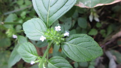 Clinopodium chinense