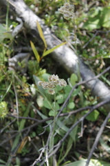 Antennaria pulcherrima
