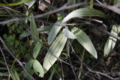 Antennaria pulcherrima