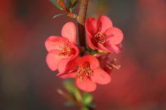Chaenomeles speciosa