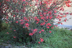 Chaenomeles speciosa