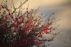 Chaenomeles speciosa