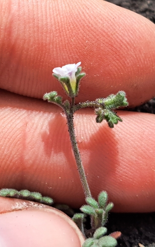 Limestone phacelia (Phacelia affinis)