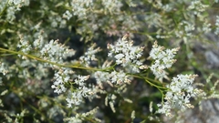 Polygonella polygama brachystachya