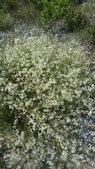 Polygonella polygama brachystachya