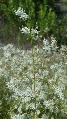 Polygonella polygama brachystachya