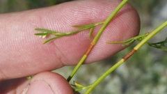 Polygonella polygama brachystachya