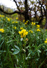 Thermopsis montana