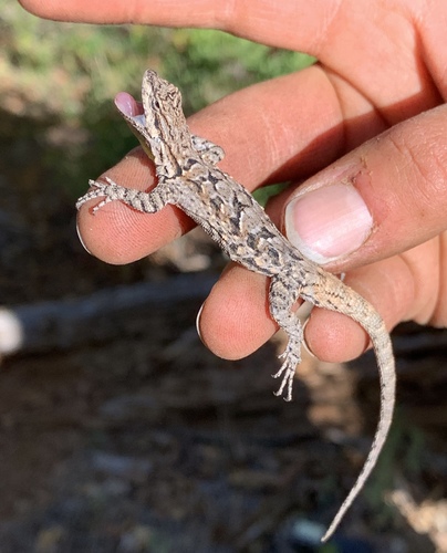 Ornate Tree Lizard