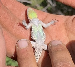 Ornate Tree Lizard photo 5