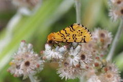 Chrysoecia atrolinea