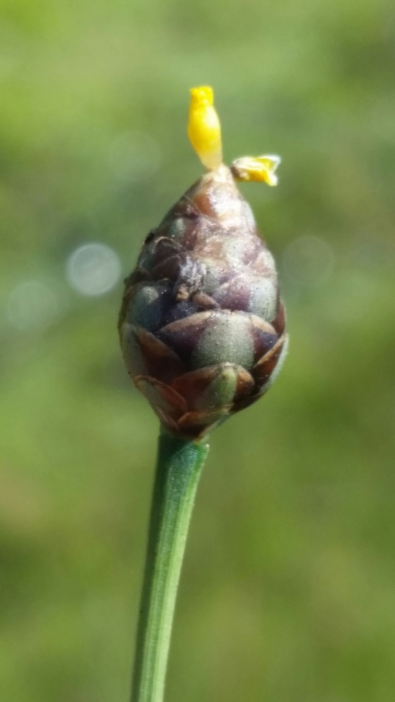 Florida Yellow-eyed Grass