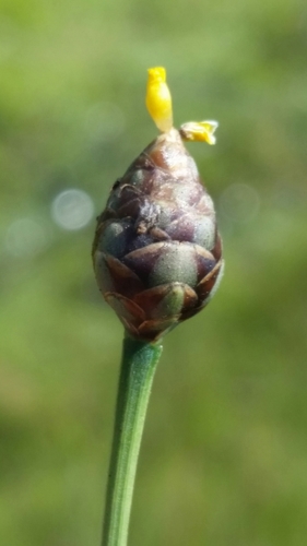 Florida Yellow-Eyed-Grass (Xyris floridana)