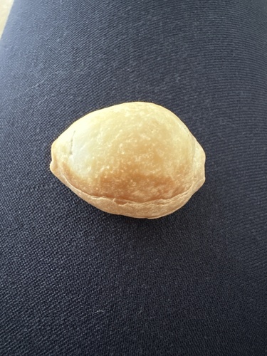 Cypraea sulcidentata observed 2025-05-15