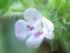 Clinopodium chinense