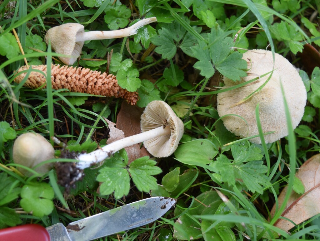 Inocybe sindonia · May 2025 · photo: © davidwhyte (iNaturalist, cc-by-sa)
