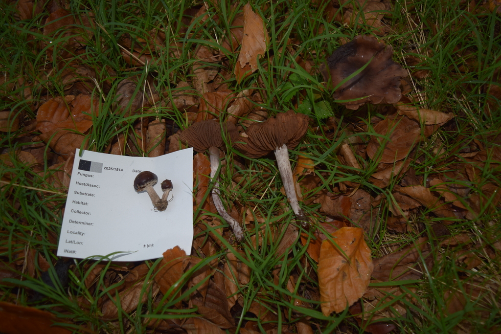Cortinarius vernus · May 2025 · photo: © davidwhyte (iNaturalist, cc-by-sa)