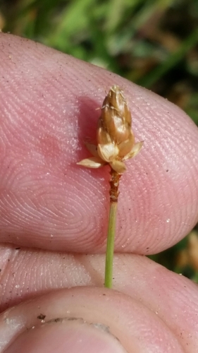 Image of Fimbristylis schoenoides by (c) Jay Horn, some rights reserved (CC BY)