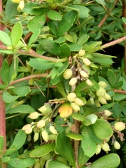 Berberis aggregata
