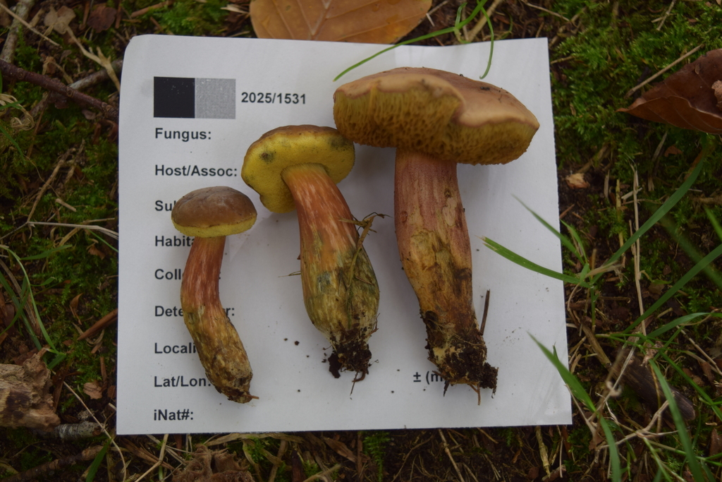 Hortiboletus bubalinus · May 2025 · photo: © davidwhyte (iNaturalist, cc-by-sa)